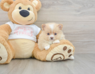 8 week old Pomeranian Puppy For Sale - Puppy Love PR
