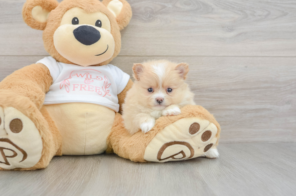 5 week old Pomeranian Puppy For Sale - Puppy Love PR