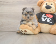 5 week old Pomeranian Puppy For Sale - Puppy Love PR