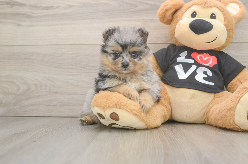 5 week old Pomeranian Puppy For Sale - Puppy Love PR