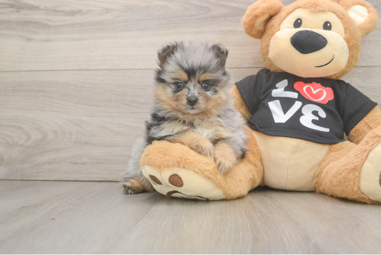 Meet Jocelyn - our Pomeranian Puppy Photo 1/3 - Puppy Love PR Energetic Pom Purebred Puppy