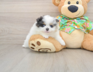 8 week old Pomeranian Puppy For Sale - Puppy Love PR