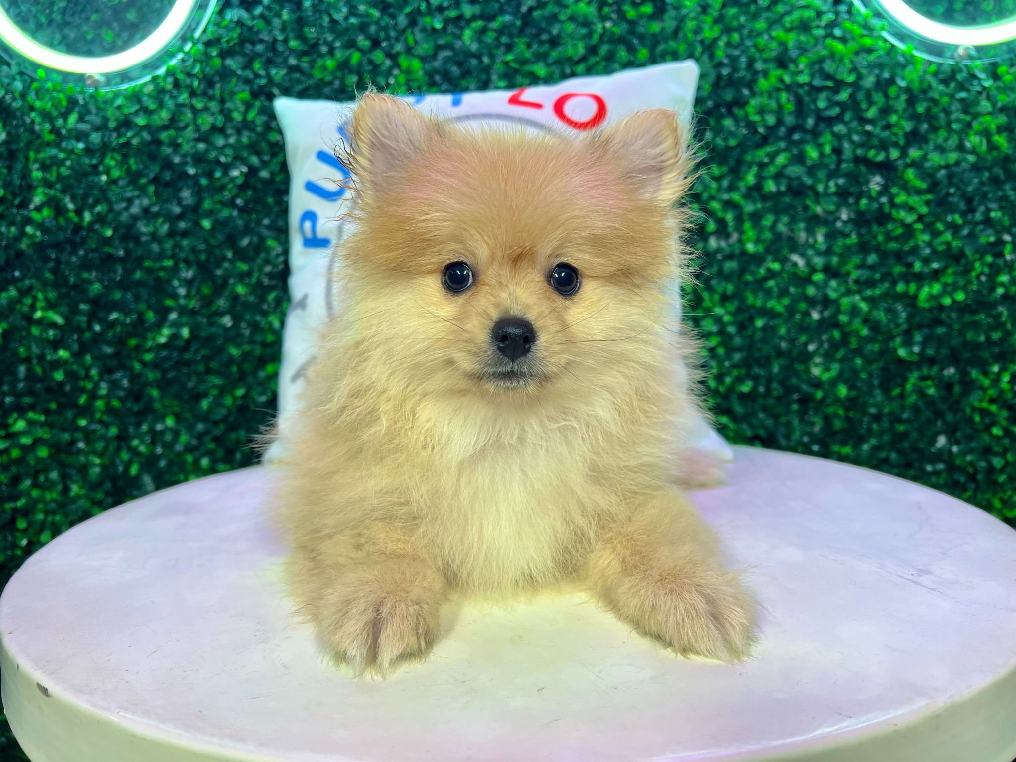 Cute Pomeranian Purebred Pup