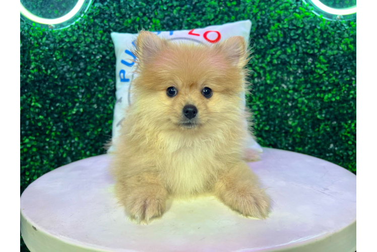 Meet Jonas - our Pomeranian Puppy Photo 1/4 - Puppy Love PR Cute Pomeranian Purebred Pup