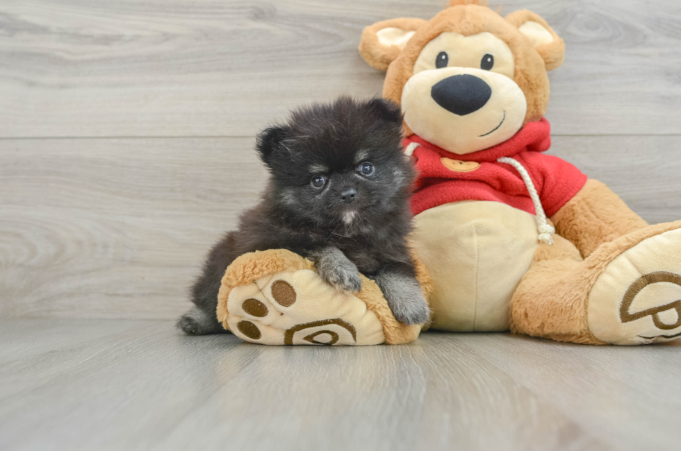 9 week old Pomeranian Puppy For Sale - Puppy Love PR