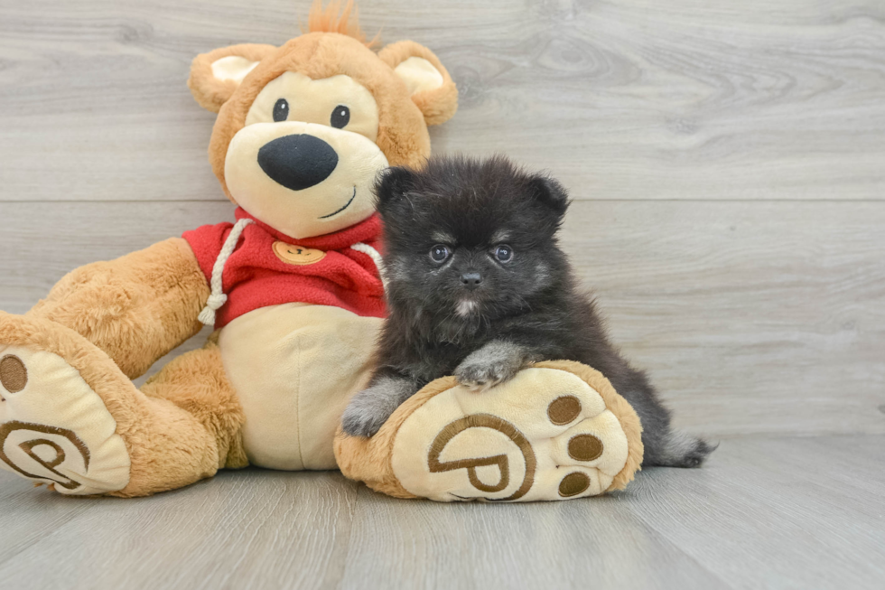 Playful Pomeranian Purebred Pup