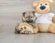 8 week old Pomeranian Puppy For Sale - Puppy Love PR