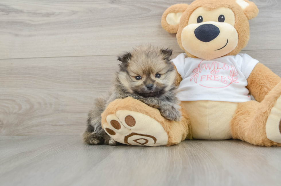 6 week old Pomeranian Puppy For Sale - Puppy Love PR