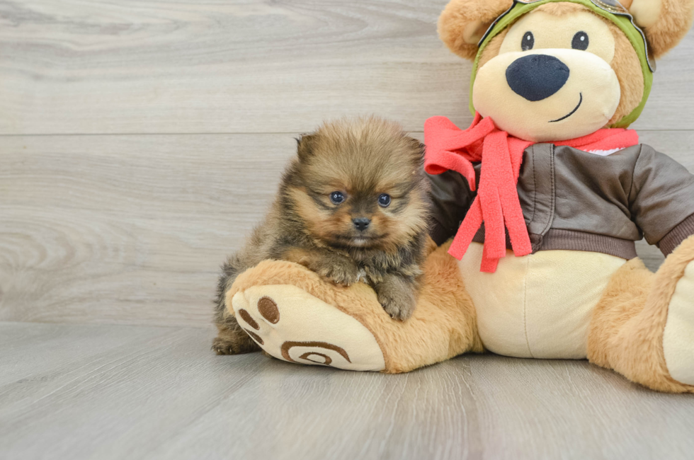 5 week old Pomeranian Puppy For Sale - Puppy Love PR