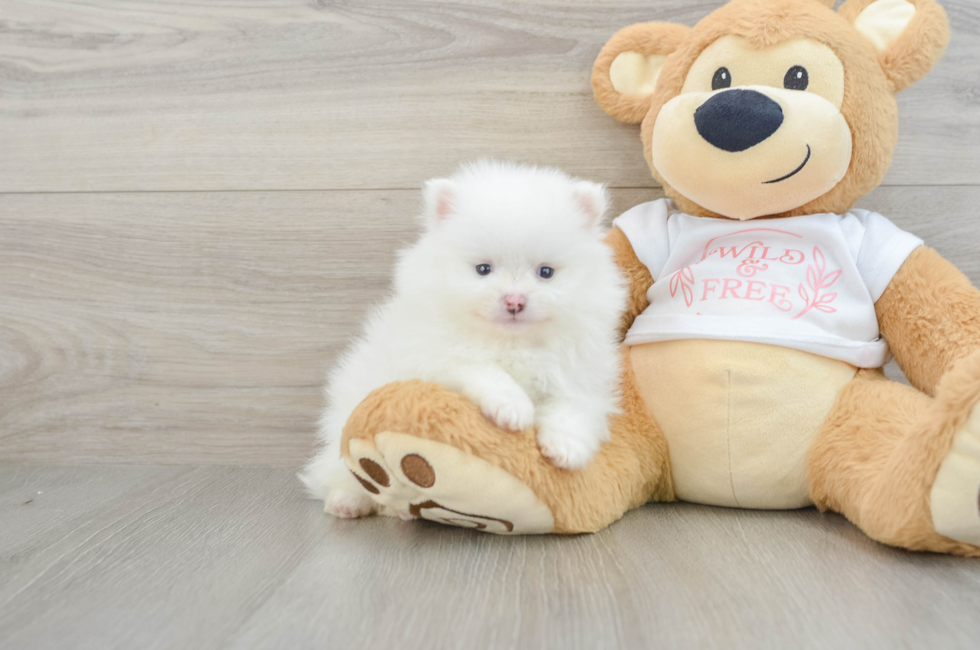 5 week old Pomeranian Puppy For Sale - Puppy Love PR