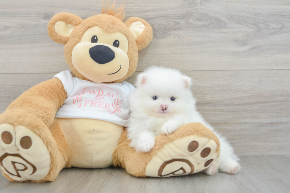 Pomeranian Pup Being Cute