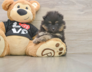 5 week old Pomeranian Puppy For Sale - Puppy Love PR