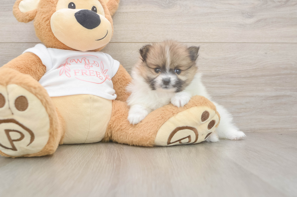5 week old Pomeranian Puppy For Sale - Puppy Love PR