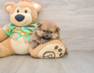 5 week old Pomeranian Puppy For Sale - Puppy Love PR