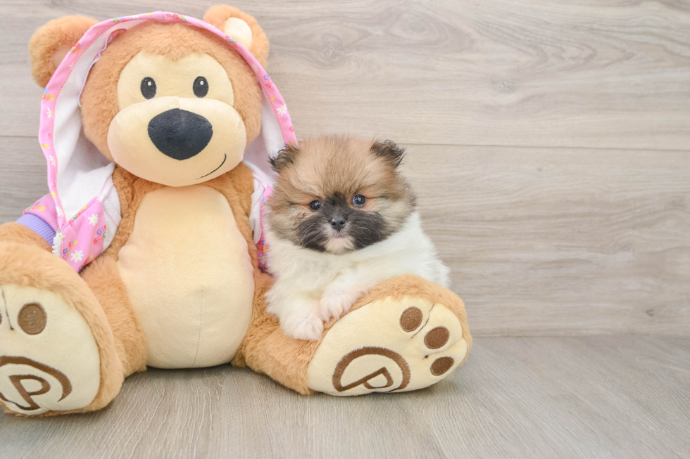 Funny Pomeranian Purebred Pup