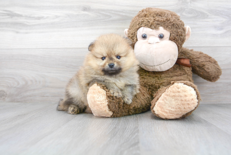 Meet Jonas - our Pomeranian Puppy Photo 1/3 - Puppy Love PR Cute Pomeranian Purebred Pup