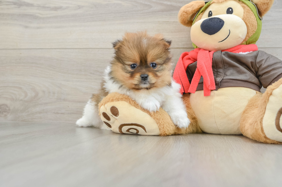 5 week old Pomeranian Puppy For Sale - Puppy Love PR
