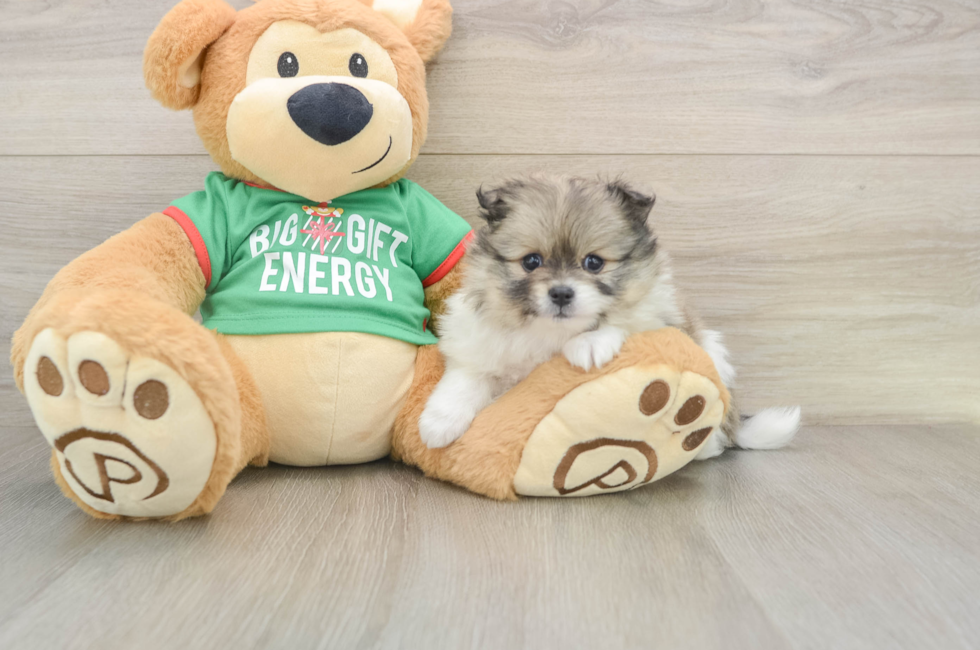 5 week old Pomeranian Puppy For Sale - Puppy Love PR