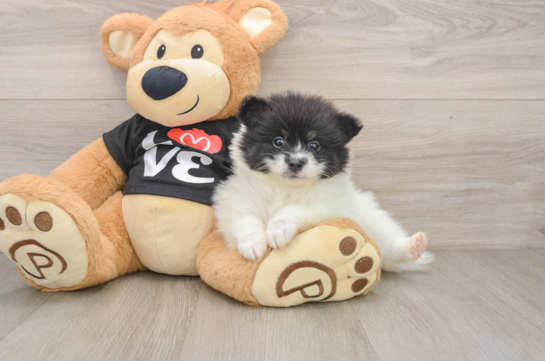 Pomeranian Pup Being Cute