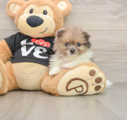 8 week old Pomeranian Puppy For Sale - Puppy Love PR