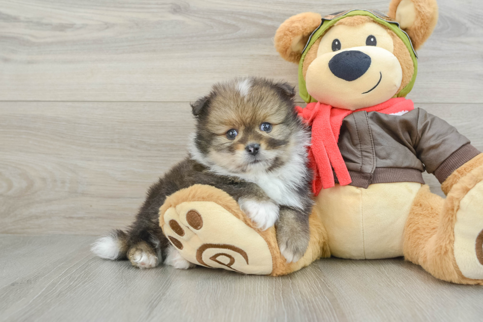 Sweet Pom Purebred Puppy