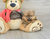 7 week old Pomeranian Puppy For Sale - Puppy Love PR