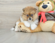 8 week old Pomeranian Puppy For Sale - Puppy Love PR