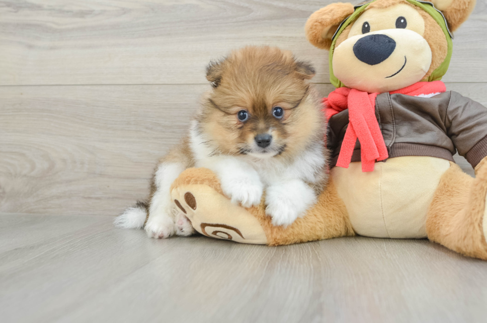 5 week old Pomeranian Puppy For Sale - Puppy Love PR