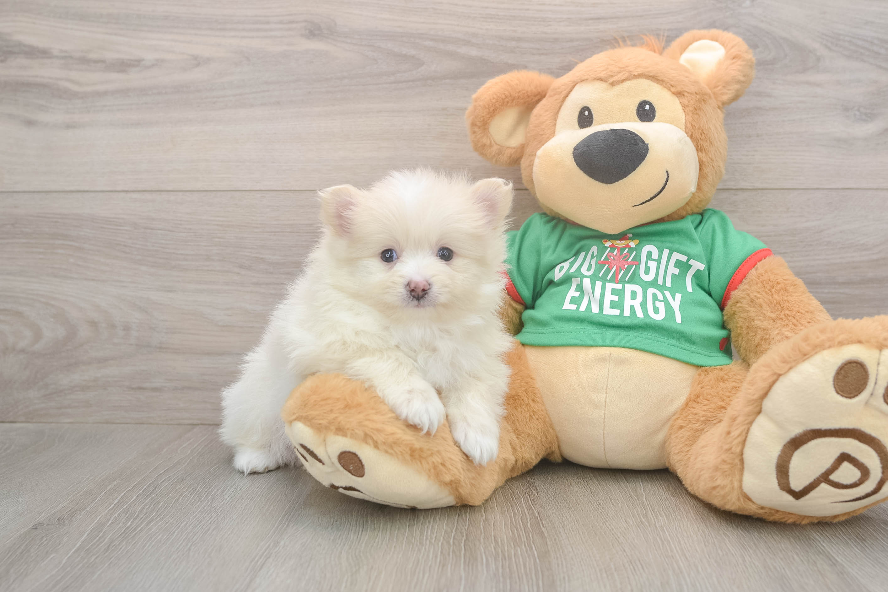 Pomeranian Pup Being Cute