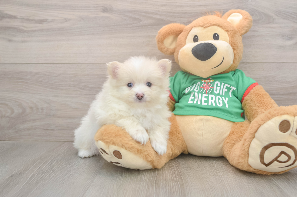 5 week old Pomeranian Puppy For Sale - Puppy Love PR