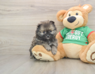 6 week old Pomeranian Puppy For Sale - Puppy Love PR