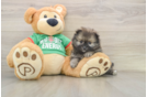 Fluffy Pom Purebred Puppy