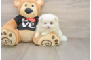 Pomeranian Pup Being Cute