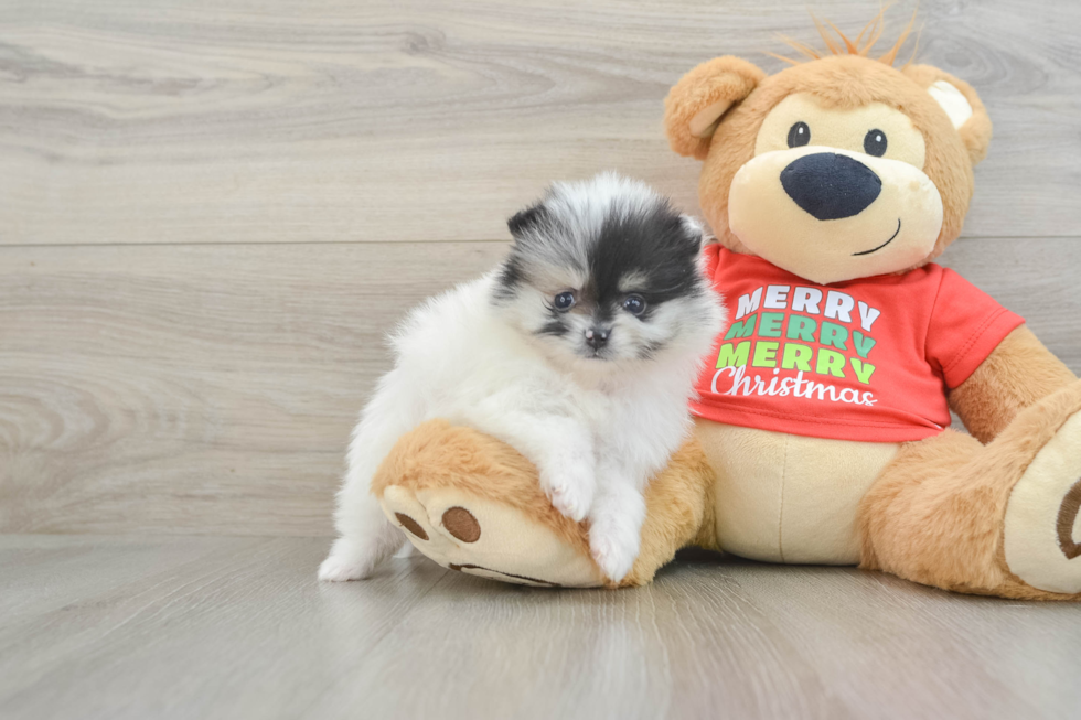 Pomeranian Puppy for Adoption