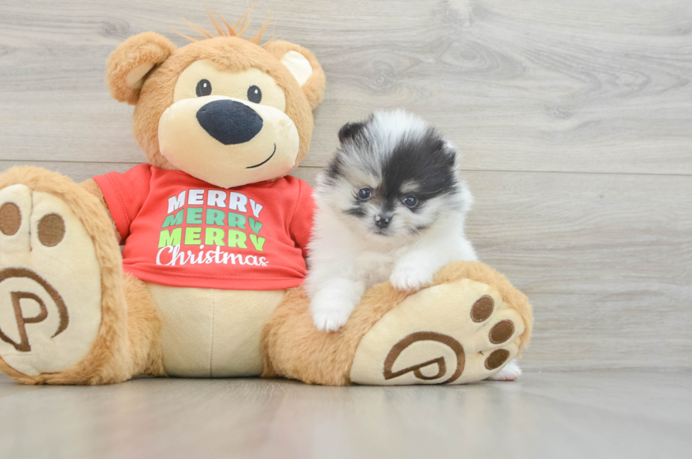 6 week old Pomeranian Puppy For Sale - Puppy Love PR