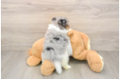 Pomeranian Pup Being Cute