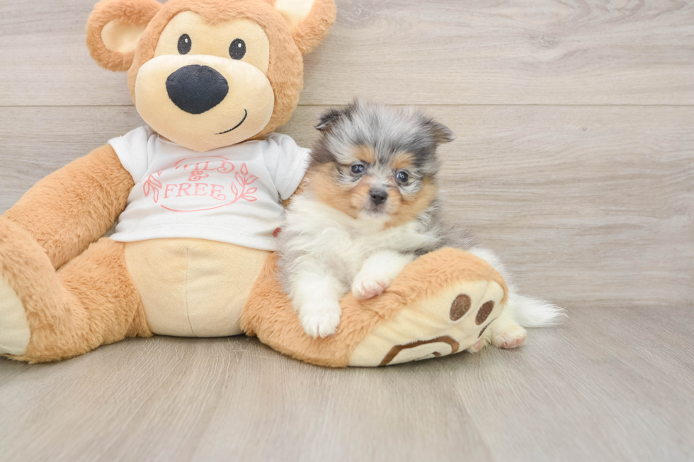 Pomeranian Pup Being Cute