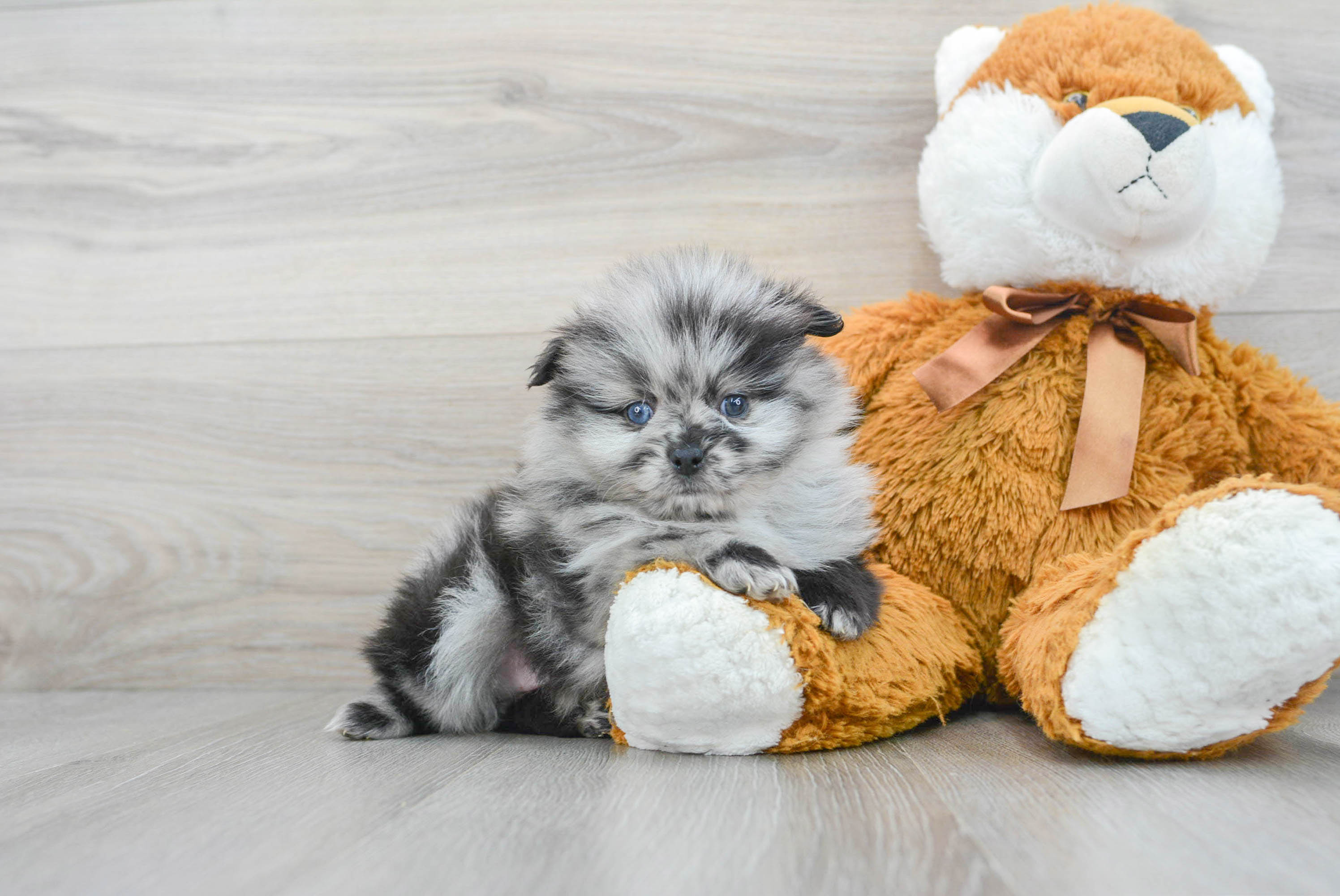 Popular Pomeranian Purebred Pup