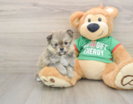 7 week old Pomeranian Puppy For Sale - Puppy Love PR