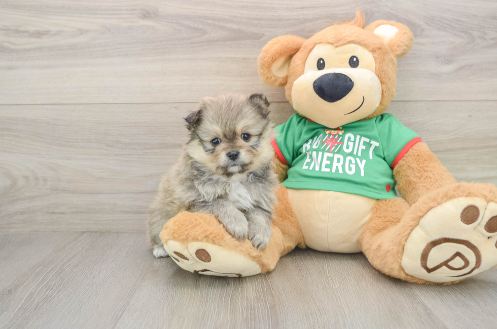 5 week old Pomeranian Puppy For Sale - Puppy Love PR