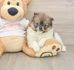 9 week old Pomeranian Puppy For Sale - Puppy Love PR