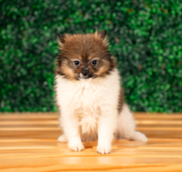 10 week old Pomeranian Puppy For Sale - Puppy Love PR