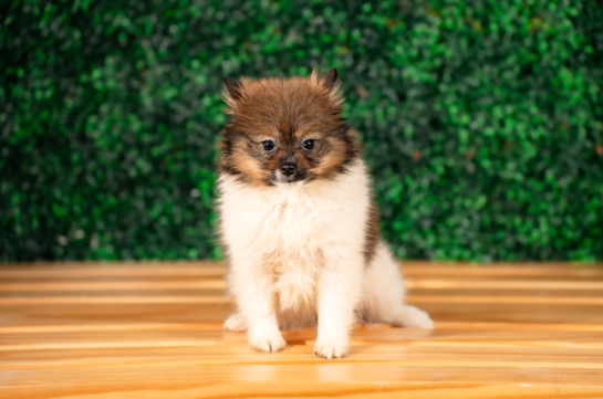 Cute Pom Dog Purebred Puppy