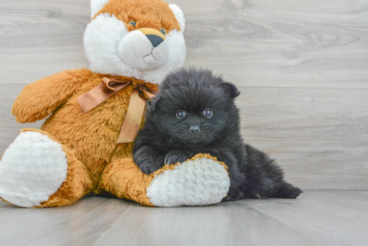 Meet Katana - our Pomeranian Puppy Photo 1/3 - Puppy Love PR Best Pomeranian Baby