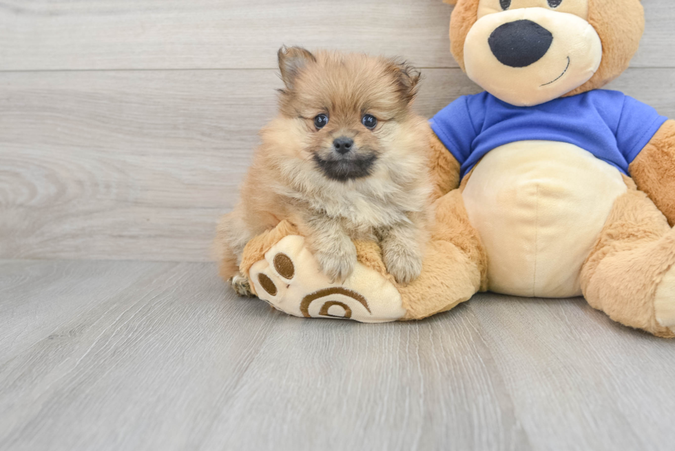 Playful Pomeranian Purebred Pup