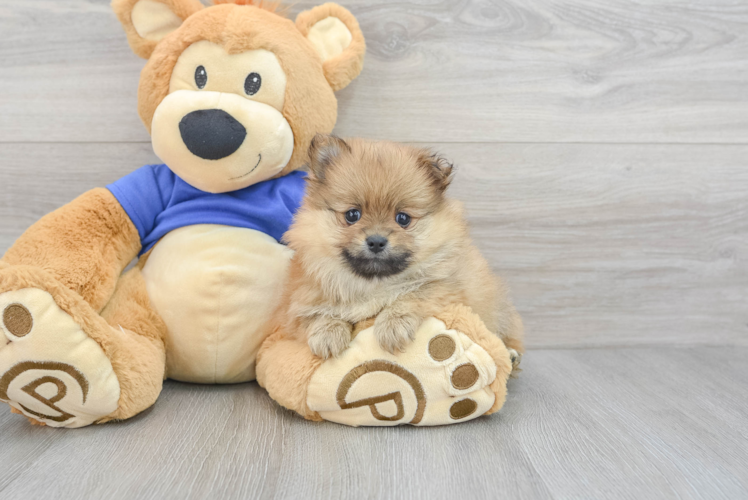 Best Pomeranian Baby