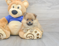 5 week old Pomeranian Puppy For Sale - Puppy Love PR