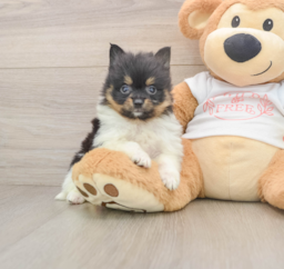 9 week old Pomeranian Puppy For Sale - Puppy Love PR