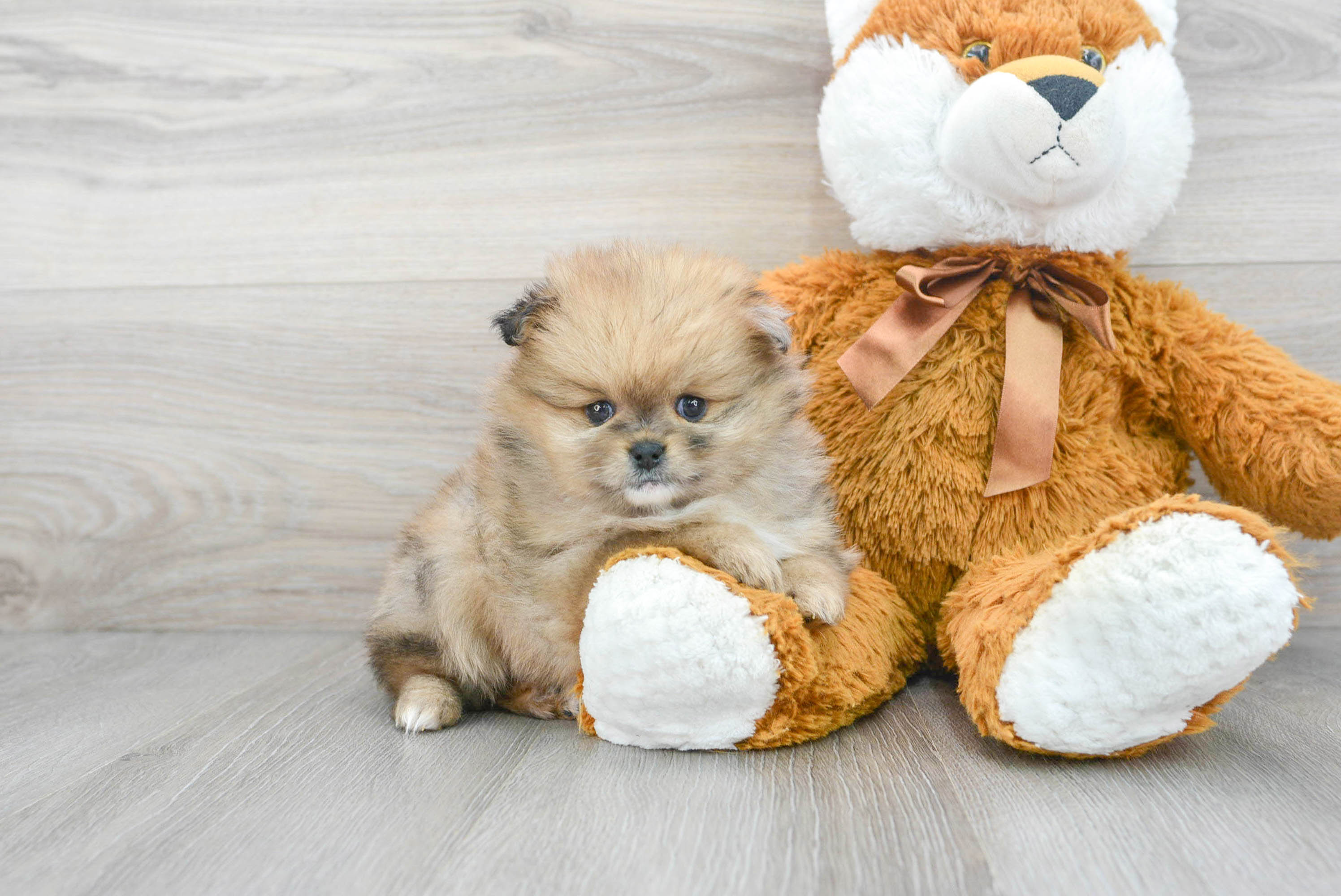 Hypoallergenic Pomeranian Baby