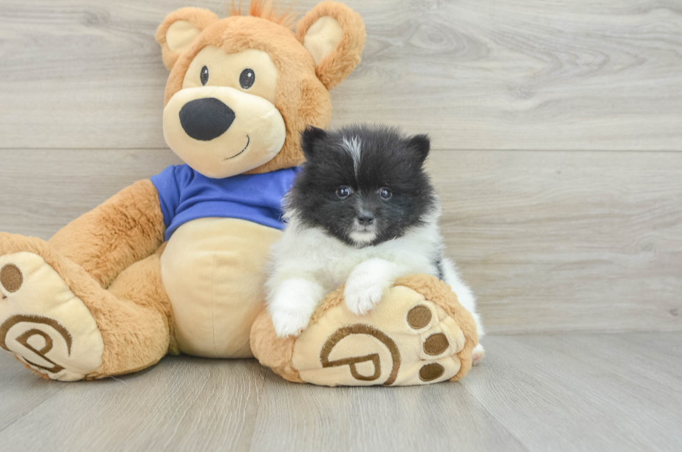 9 week old Pomeranian Puppy For Sale - Puppy Love PR